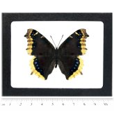 California Mourning Cloak