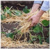 HarvestGuard Natural Straw Mulch for a Thriving Garden