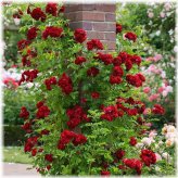 Crimson Climber Rosebud Seed Collection