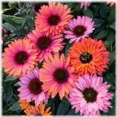 Radiant Rainbow Echinacea Seeds - Bursting with Colorful Perennial Flowers