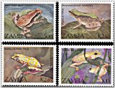 Zambian Amphibian Treasures