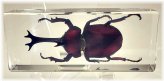 Japanese Rhinoceros Beetle Resin Encased Specimen