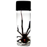 Black Widow Specimen in Vial