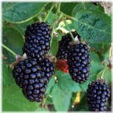 Midnight Harvest Blackberry Seeds - Triple Crown Variety