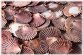 Sea Shell Delights