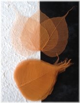 Copper Veined Banyan Skeleton Leaves