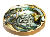 Emerald Coast Abalone Shell