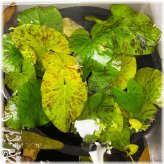 Emerald Lily Pond Greenery