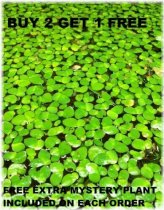 Giant Duckweed Bundle