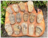 Ancient Arthropod Relic