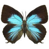 Indonesian Blue Black Winged Beauty