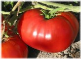 Beefy Bounty Tomato Seeds