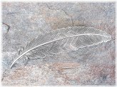 Silver Feather French Clip Barrette