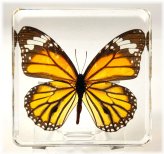 Striped Tiger Butterfly Lucite Paperweight