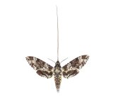 Rustic Sphinx Moth Specimen