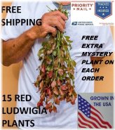 Red Ludwigia Bunch