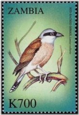 Zambian Avian Treasures Stamp
