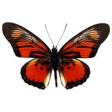 African Red Orange Butterfly Specimen