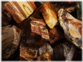 Ancient Treasures Petrified Wood Discovery Kit