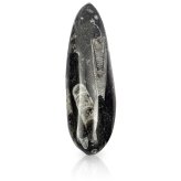 Prehistoric Sea Creature Replica