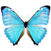 Blue Morpho Zephyritis Specimen