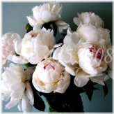 White Jade Peony Blossom Seed Collection