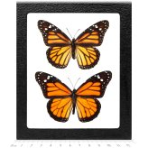 Monarch Butterfly Duo Framed Set