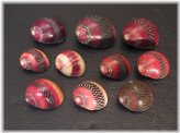 Philippines Neritina Commis Shell Set