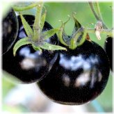 Black Cherry Heirloom Tomato Seeds