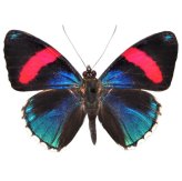 Peruvian Blue Pink Winged Beauty