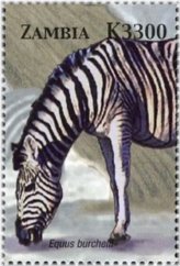 Zambian Wildlife Collection