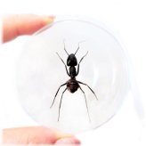 Fluttering Wing Treasures