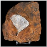 Ginkgo Cranei Leaf Fossil from Morton County