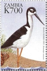Zambia Fauna and Flora Black Necked Stilt Stamp