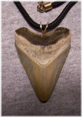 Ancient Shark Tooth Relic