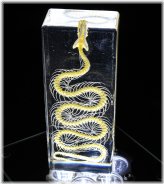 Serpenia: Transparent Insight into Snake Anatomy