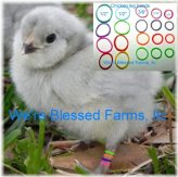 Rainbow Elastic Leg Bands for Chickens by Blessed Farms