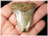 Ancestral White Shark Tooth Fossil