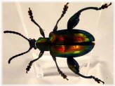 Jewel Frog Beetle Resin Encased Specimen