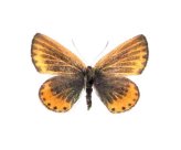 Veined Blue California Butterfly Collectible