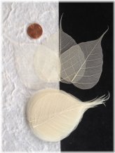 White Banyan Skeleton Leaves Assortment