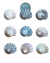 Turbo Shell Scavenger Pack