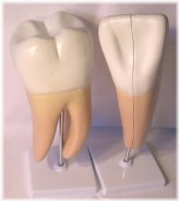 Tooth Model Duo - Anatomically Accurate Dental Education Tool