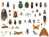 Identified Insect Collection in Alcohol Solution