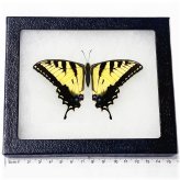 Golden Swallowtail Specimen