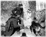 French Soldiers with Trained Rescue Dog WWI Photo