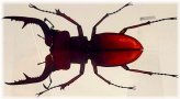 Lucanus Fortunei Saunders Stag Beetle Specimen