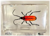 Scarlet Horned Beauty Resin Encased Entomology Specimen