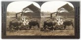 Kansas Cattle Scene Stereoview