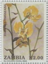 Zambian Orchid Delight Stamp